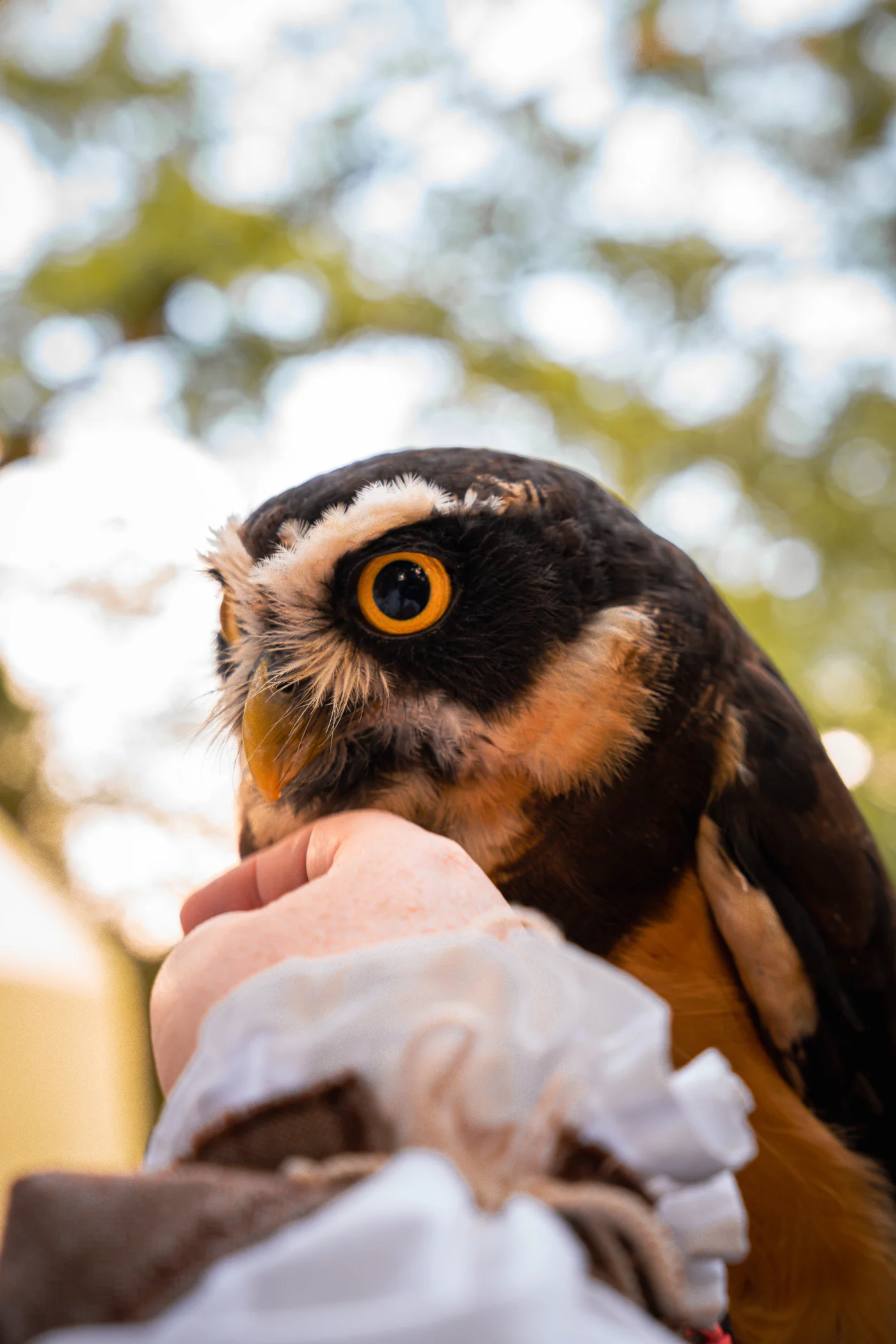 Spettacolo di falconeria — Assedio di Asola